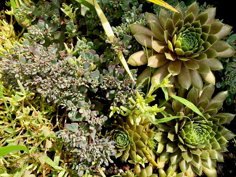 sedum with hen & chicks.jpg