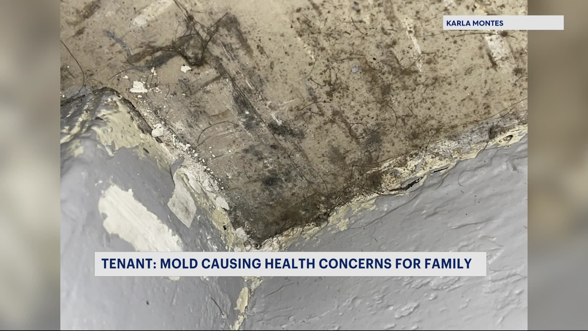 Tenant Ongoing mold issues in Soundview apartment causing health concerns