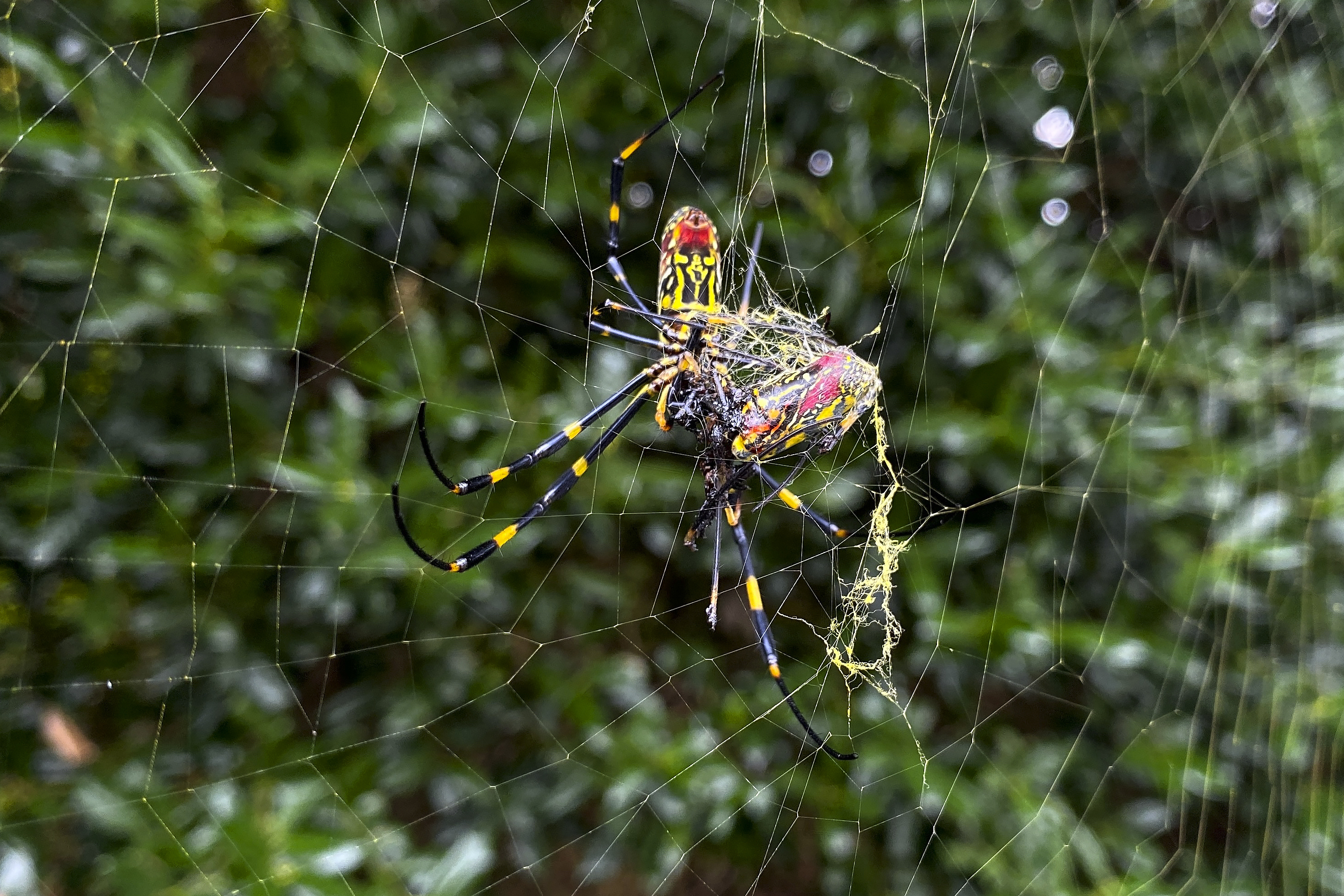 Scientists Palm Sized Spiders Could Spread To Much Of East Coast   1fe0d8c8 6a5a 45af Acc3 A336edc0a67e 