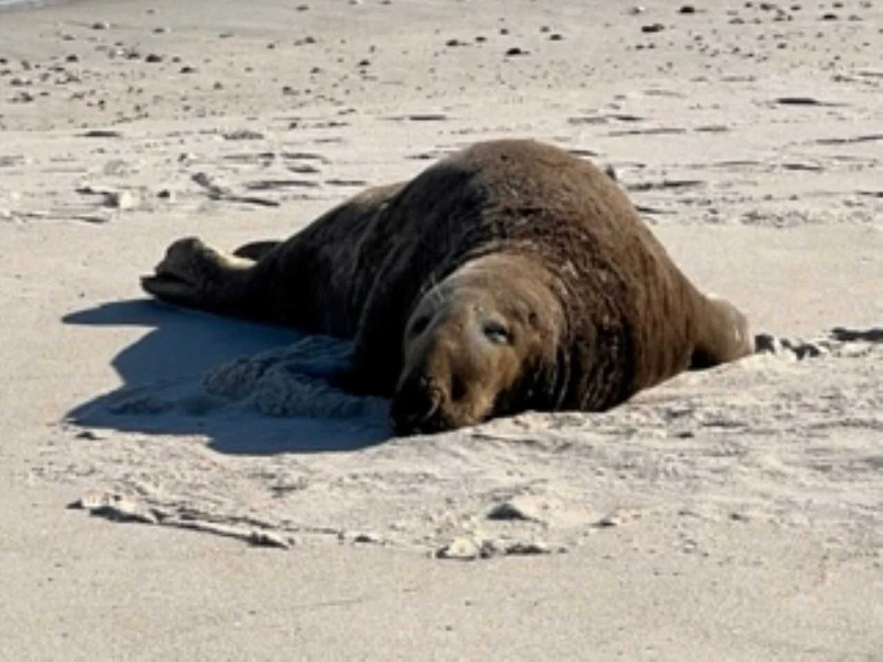 seal
