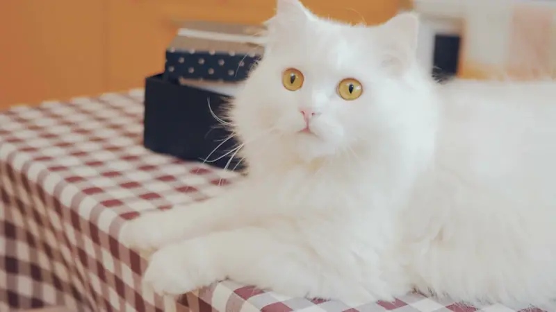 Story image: be Well: How to manage a healthy, multi-pet household