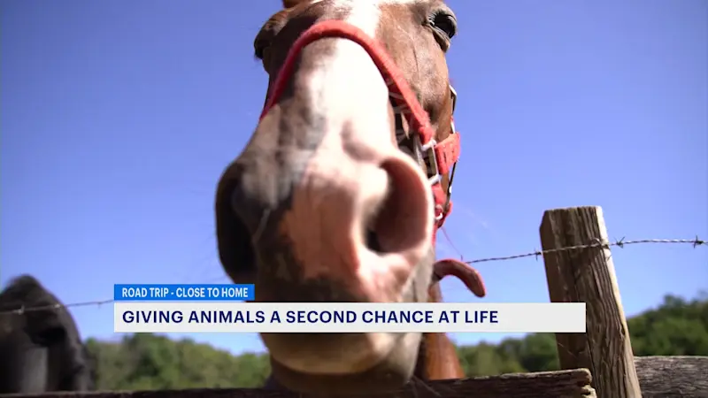 Story image: Road Trip Close to Home: Giving horses and farm animals a second chance