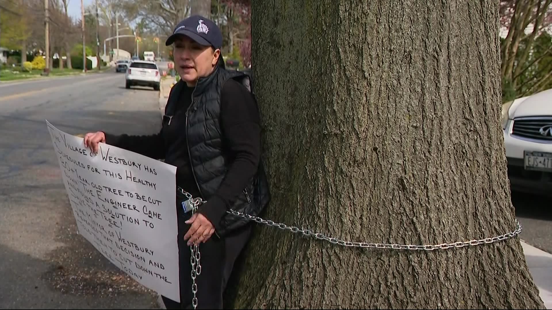 Westbury woman chains herself to tree to prevent it from being cut down