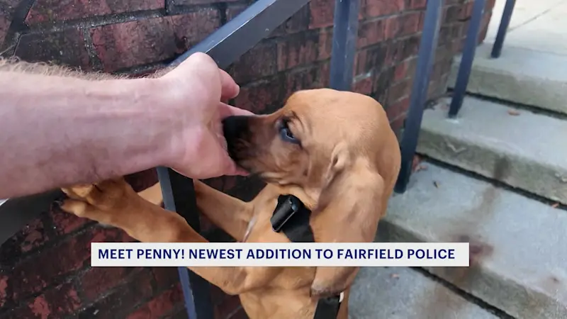 Story image: Meet Penny – the first bloodhound in Fairfield Police Department history