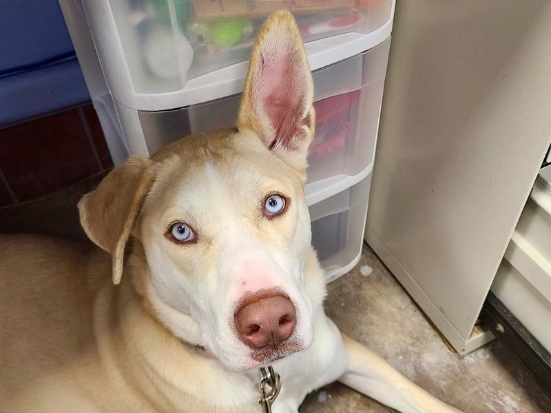 Credit: St. Hubert's Animal Welfare Center