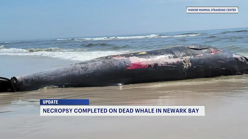 Story image: Necropsy confirms dead whale found in Newark Bay was a 44-foot endangered sei whale