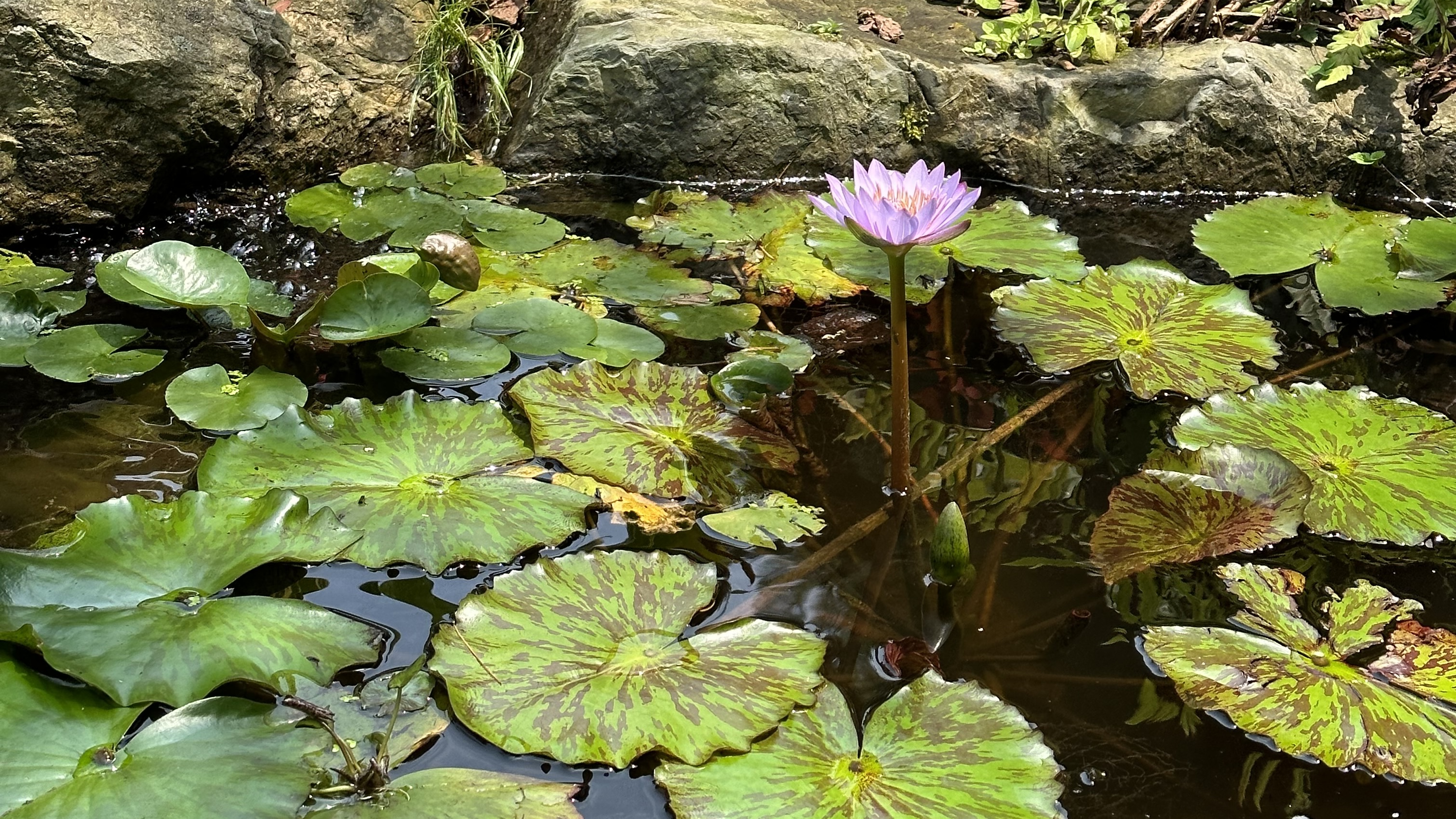 Water lily 