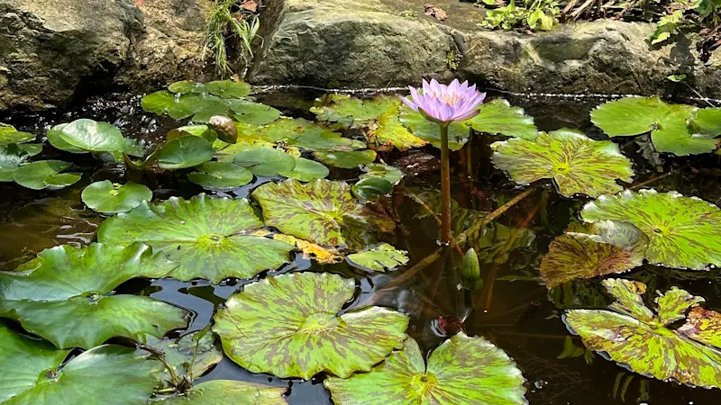 Story image: How to create a pond your patio with water lilies, lotus flowers, and even fish!