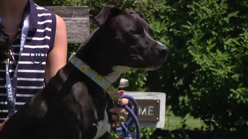 Story image: Nassau officials call to eliminate cashless bail for animal abusers