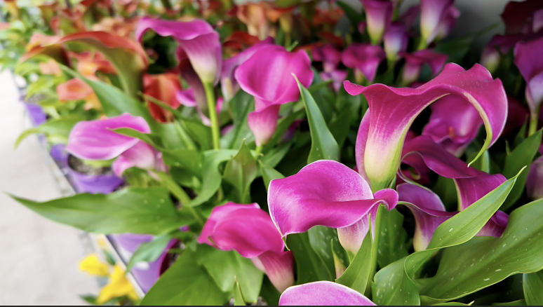 Screenshot 2026-03-25 at 8.42.04 PM.png