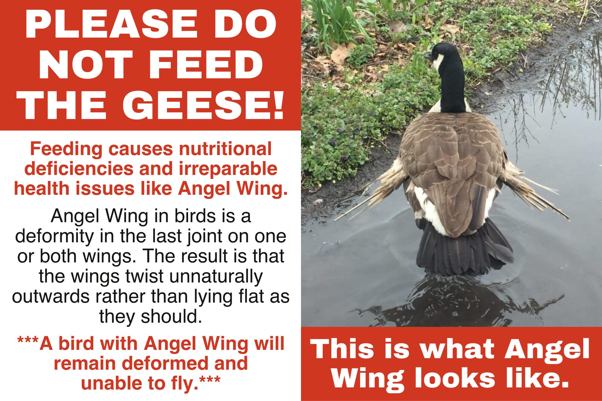 “Don’t Feed The Geese.” Giving Bread To Geese Could Cause Health Problems