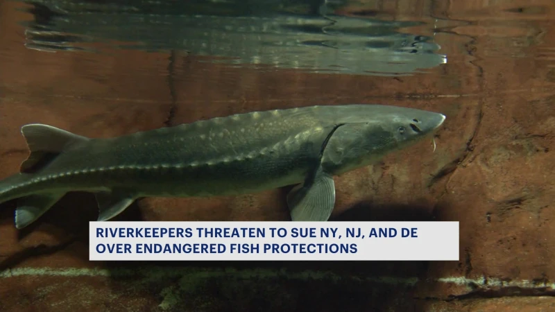 Story image: New York, New Jersey & Delaware sued for failing to protect endangered Atlantic sturgeon