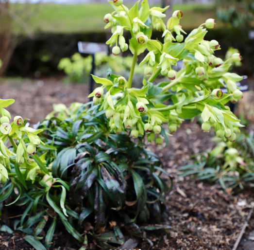 hellebore.png