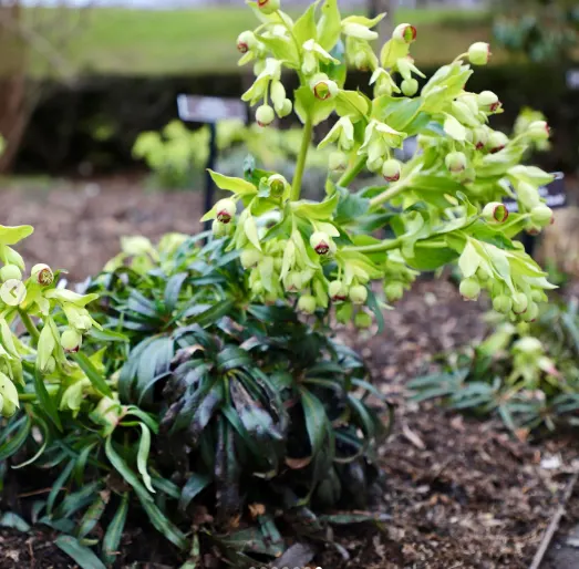 hellebore.png