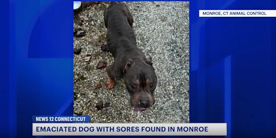 monroe dog
