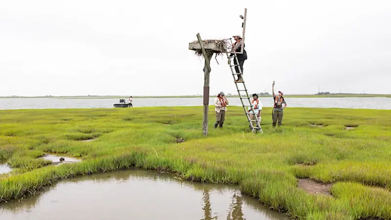 Story image: Jersey Proud: Stockton University students protect osprey nets