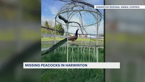  Harwinton Animal Control looking for missing Peacocks