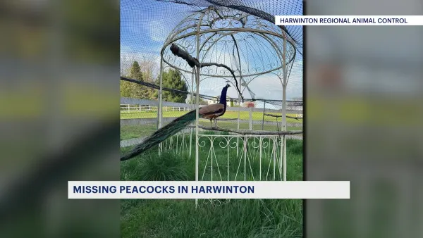  Harwinton Animal Control looking for missing Peacocks