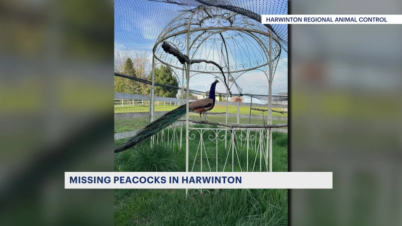 Story image:  Harwinton Animal Control looking for missing Peacocks