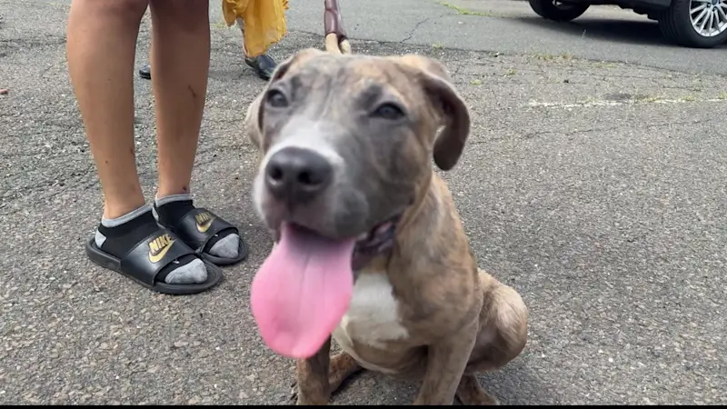 Story image: Bridgeport Animal Control works to keep pets safe during hot weather
