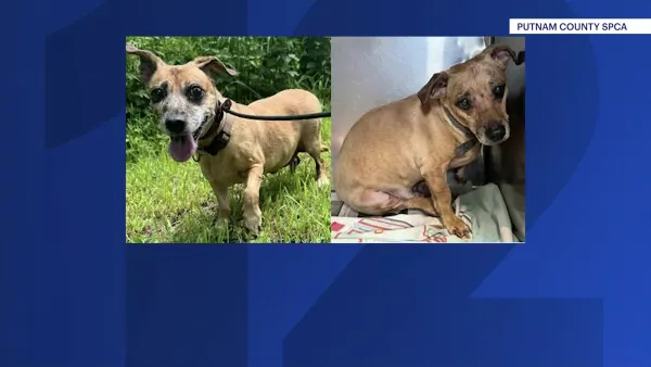 Police: Wappingers Falls man arrested for abandoning 2 dogs on side of road