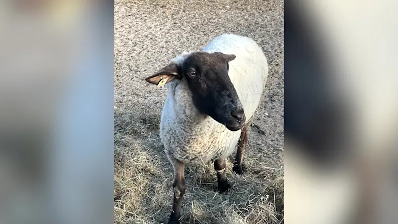 Story image: Suffolk animal sanctuary accused of neglecting animals in its care