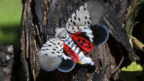 It’s squashing time! Spotted lanternfly season is approaching