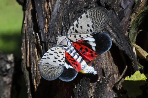 It’s squashing time! Spotted lanternfly season is approaching