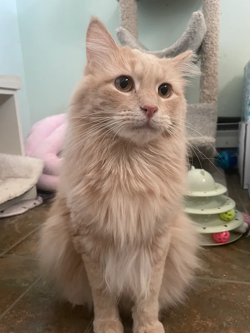 Simba.JPG