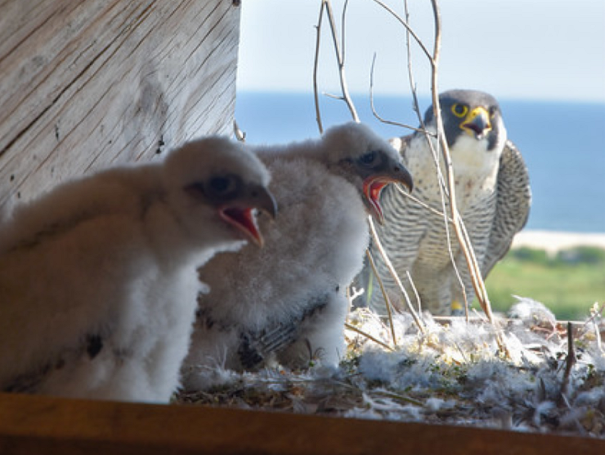 Article 262027 Hero Image