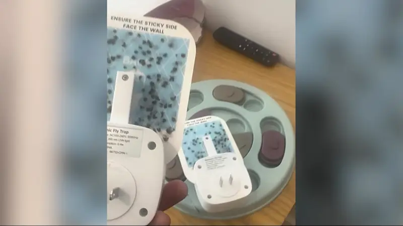 Story image: Bushwick woman deals with swarm of flies in apartment for a year