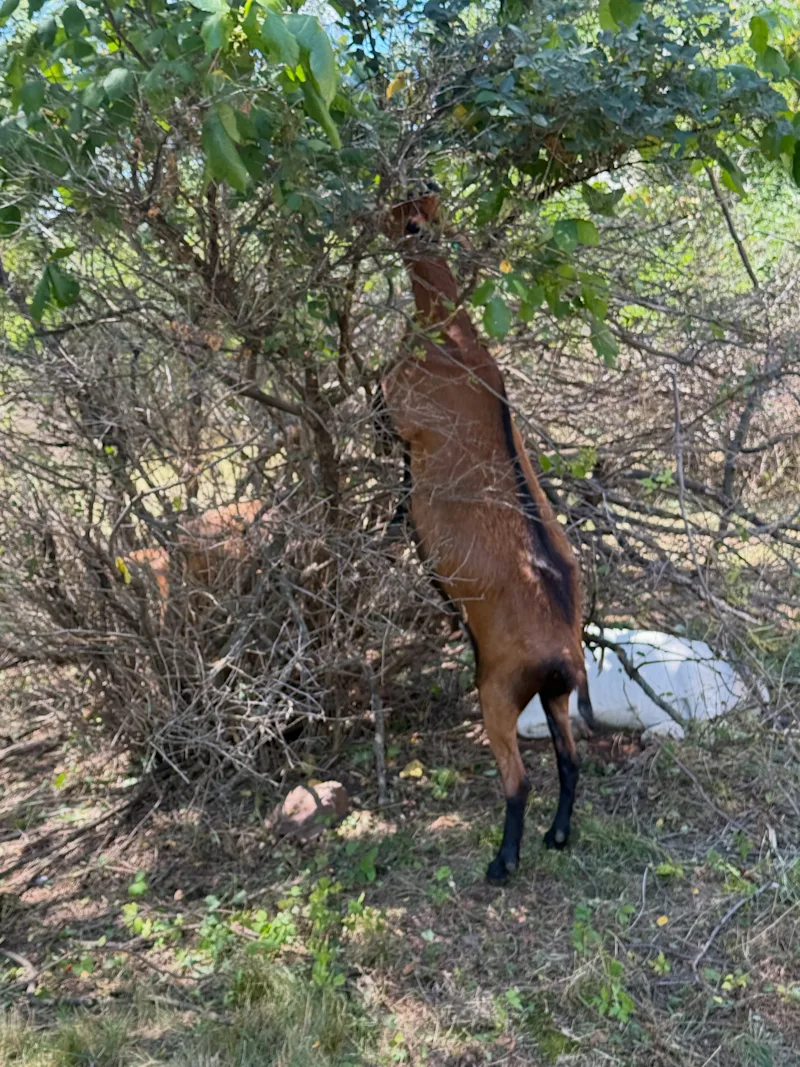 Goat 2.jpg