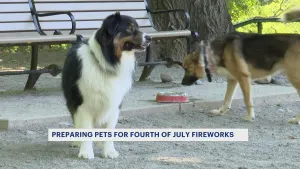 Animal experts warn pet owners to monitor their pets during July 4 fireworks displays