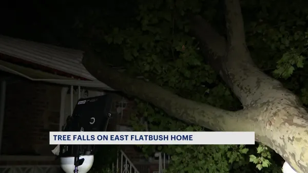 Tree falls on East Flatbush home, expected to stay there until the end of week