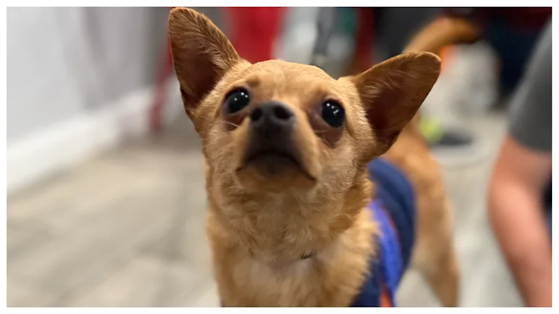 nacho new.png