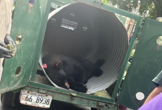 WCHVBearInTreeBGomez003.PNG