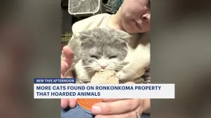SPCA: 2 more cats rescued from animal hoarder in Ronkonkoma