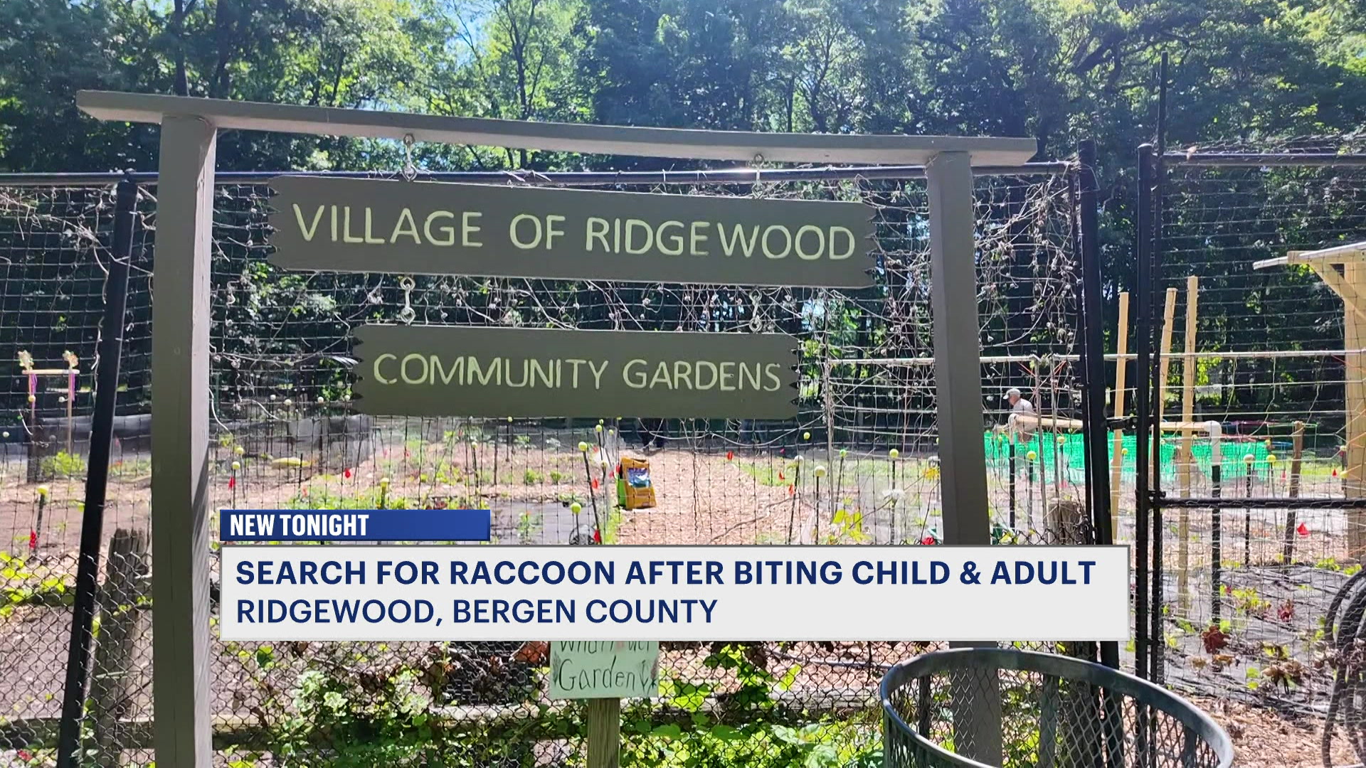 NJ5PMSickLookingRaccoonWarning_2026-06-02-17-19-19