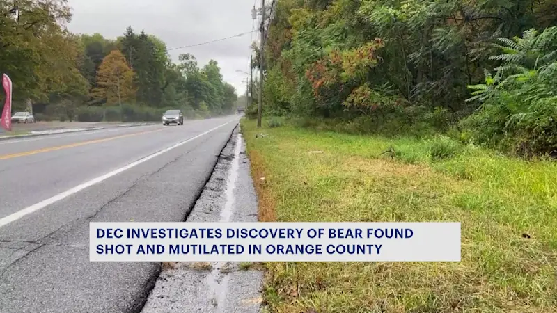Story image: DEC: Highland Mills bear found dead and mutilated died in car crash
