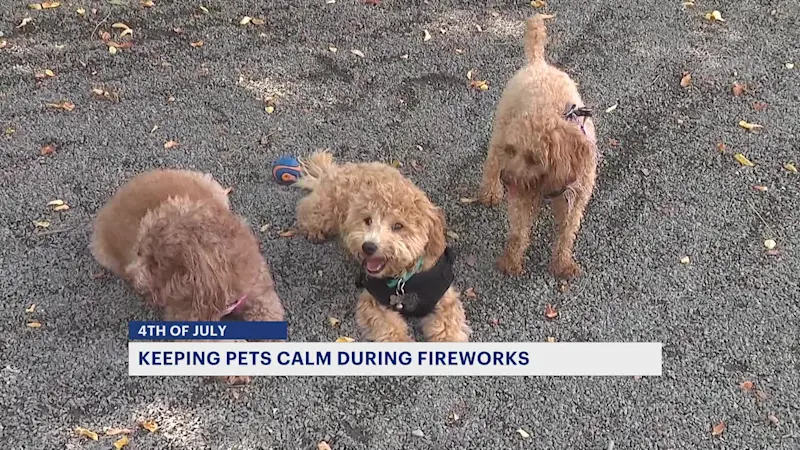 Story image: Veterinarians offer tips to keep pets safe during July 4 celebrations