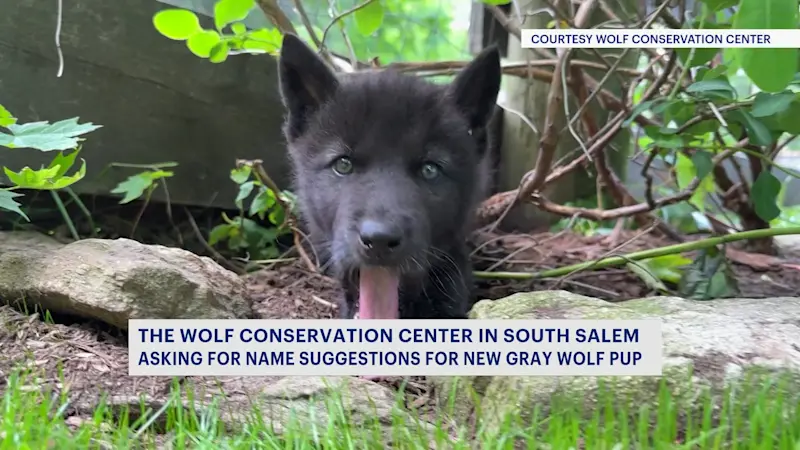 Story image: New gray wolf pup at South Salem's Wolf Conservation Center needs a name