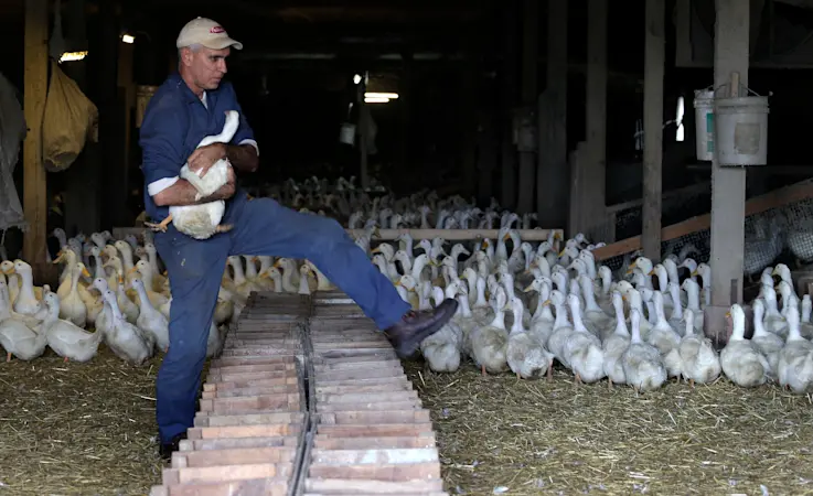 Story image: Long Island's last duck farm weighs closure after outbreak leads to killing of entire flock