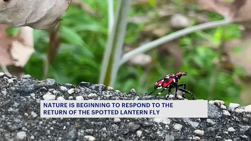 Story image: The return of the spotted lanternfly? How to manage the invasive species