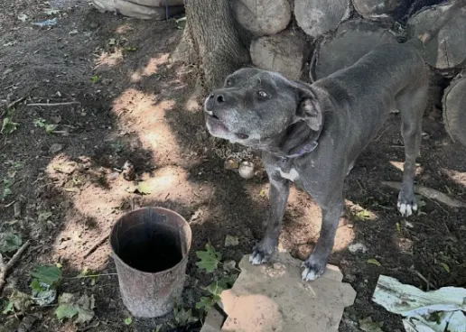 BELLPORT DOG