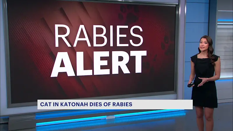 Story image: Health officials: Cat tests positive for rabies in Katonah