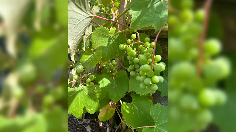 Grapes.png