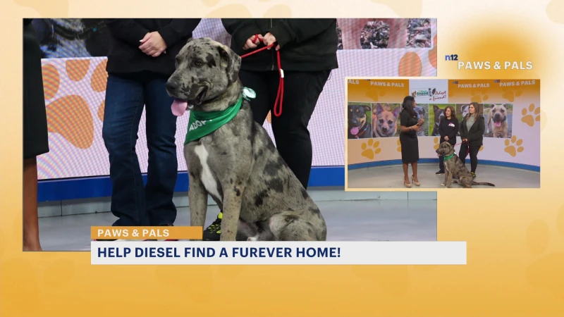 Story image: Paws and Pals: Diesel is looking for his 'furever' home