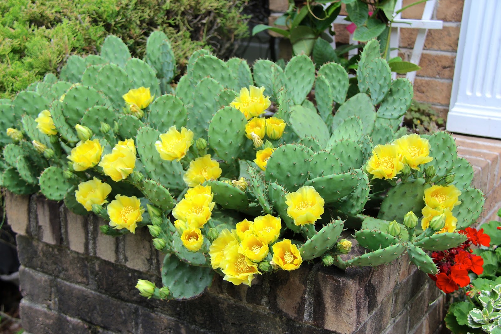 eastern prickly pear.jpeg