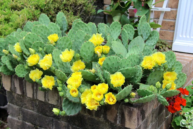 eastern prickly pear.jpeg