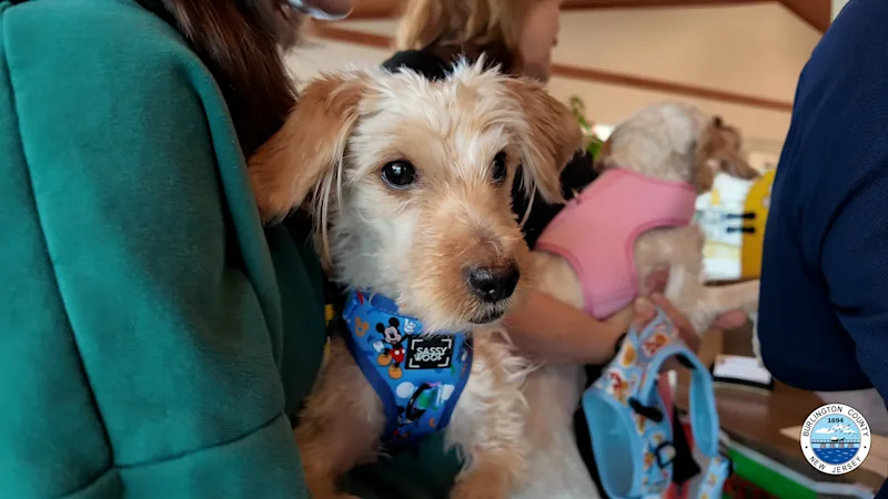 abandoned dogs adopted 7.jpg